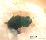 Odenwald Mineralien Reichenbach Borstein Cornwallit