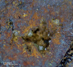 Griechenland Lavrion Mineralien Hilarion Chlorargyrit