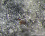 Lavrion Mineralien Plaka Anatas