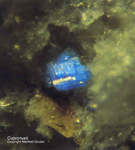 Eifel Mineralien Bellerberg Cuprorivait