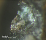 Eifel Mineralien Berzeliushütte Stolberg Anglesit