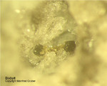 Eifel Mineralien Bellerberg Bixbyit
