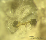 Eifel Mineralien Bellerberg Bixbyit