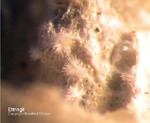 Eifel Mineralien Kall Ettringit