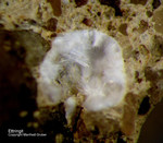 Eifel Mineralien Kall Ettringit