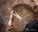 Mineralien Eifel Kall Gips