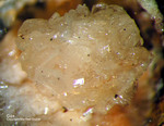 Mineralien Eifel Kall Gips