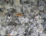 Eifel Mineralien Liley Löhley Leucit