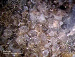 Eifel Mineralien Liley Löhley Phillipsit