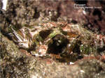 Eifel Mineralien Liley Löhley Pyroxen