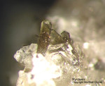 Eifel Mineralien Liley Löhley Pyroxen