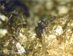 Eifel Mineralien Liley Schorlomit