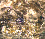 Eifel Mineralien Liley Schorlomit
