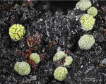Eifel Mineralien Liley Vésigniéit