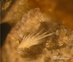 Eifel Mineralien Emmelberg Ettringit