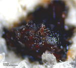 Eifel Mineralien Mendig Goethit