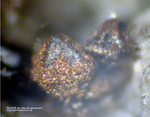 Eifel Mineralien Mendig Goethit