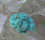 Eifel Mineralien Mendig Malachit