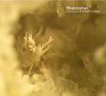 Eifel Mineralien Mendig Rhabdophan