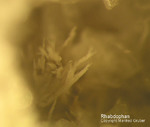 Eifel Mineralien Mendig Rhabdophan