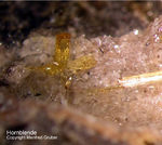 Eifel Mineralien Nickenicher Sattel Hornblende