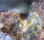 Eifel Mineralien Nickenicher Sattel Hornblende