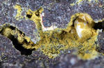 Eifel Mineralien Nickenicher Sattel Jarosit