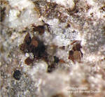 Eifel Mineralien Nickenicher Sattel Klinopyroxen
