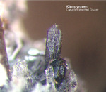 Eifel Mineralien Nickenicher Sattel Klinopyroxen