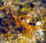 Eifel Mineralien Nickenicher Sattel Klinopyroxen