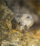 Eifel Mineralien Nickenicher Sattel Magnetit