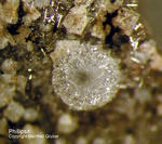 Eifel Mineralien Nickenicher Sattel Phillipsit