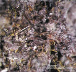 Eifel Mineralien Nickenicher Sattel Pyroxen