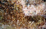 Eifel Mineralien Nickenicher Sattel Pyroxen
