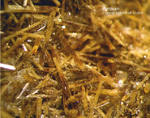 Eifel Mineralien Nickenicher Sattel Pyroxen