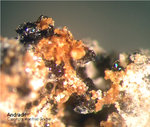 Eifel Mineralien Rothenberg Andradit