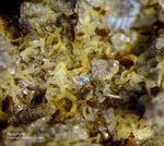 Eifel Mineralien Rothenberg Apophyllit