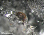 Eifel Mineralien Rothenberg Biotit