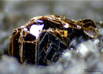 Eifel Mineralien Rothenberg Biotit