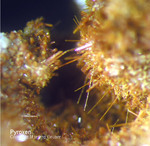 Eifel Mineralien Rothenberg Pyroxen