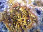 Eifel Mineralien Rothenberg Pyroxen