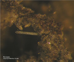 Eifel Mineralien Rothenberg Pyroxen