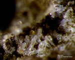 Eifel Mineralien Rothenberg Sanidin