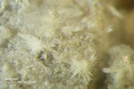 Eifel Mineralien Schellkopf Aragonit