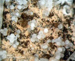 Eifel Mineralien Schellkopf Pyroxen