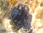 Mineralien Griechenland Lavrion Christiana Covellin