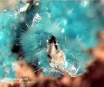 Griechenland Lavrion Mineralien Hilarion Agardit-Yttrium