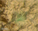 Griechenland Lavrion Mineralien Hilarion Agardit-Yttrium