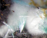 Mineralien Griechenland Lavrion Hilarion Zinkrosasit