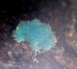 Mineralien Griechenland Lavrion Hilarion Zinkrosasit